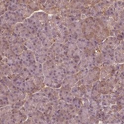 Invitrogen SAT2 Polyclonal Antibody 100 &mu;L; Unconjugated:Antibodies,