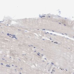 Invitrogen PFAS Polyclonal Antibody 100 &mu;L; Unconjugated:Antibodies,