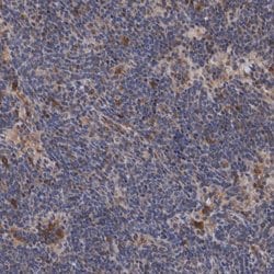 Invitrogen PFAS Polyclonal Antibody 100 &mu;L; Unconjugated:Antibodies,