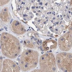 Invitrogen PFAS Polyclonal Antibody 100 &mu;L; Unconjugated:Antibodies,