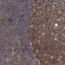 Invitrogen PFAS Polyclonal Antibody 100 &mu;L; Unconjugated:Antibodies,