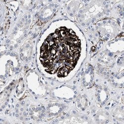 Invitrogen OLFML2A Polyclonal Antibody 100 &mu;L; Unconjugated:Antibodies,