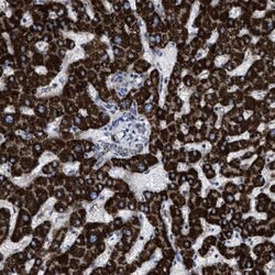 Invitrogen ACADS Polyclonal Antibody 100 &mu;L; Unconjugated:Antibodies,