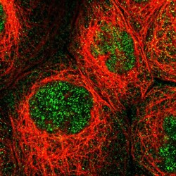 Invitrogen MFSD6 Polyclonal Antibody 100 &mu;L; Unconjugated:Antibodies,