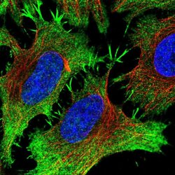 Invitrogen PITPNM3 Polyclonal Antibody 100 &mu;L; Unconjugated:Antibodies,