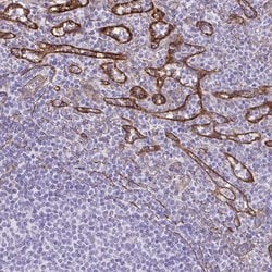 Invitrogen PITPNM3 Polyclonal Antibody 100 &mu;L; Unconjugated:Antibodies,