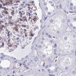 Invitrogen PITPNM3 Polyclonal Antibody 100 &mu;L; Unconjugated:Antibodies,