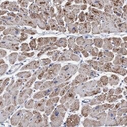 Invitrogen RSAD1 Polyclonal Antibody 100 &mu;L | Buy Online | Invitrogen&trade; | Fisher Scientific
