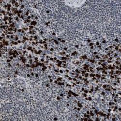 Invitrogen PRUNE2 Polyclonal Antibody 100 &mu;L; Unconjugated:Antibodies,