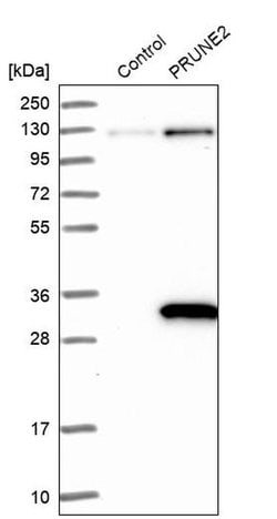 Invitrogen PRUNE2 Polyclonal Antibody 100 &mu;L; Unconjugated:Antibodies,