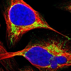 Invitrogen ECHS1 Polyclonal Antibody 100 &mu;L; Unconjugated:Antibodies,