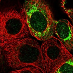 MRPS7 Polyclonal Antibody:Antibodies, Polyclonal