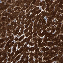 MRPS7 Polyclonal Antibody:Antibodies, Polyclonal