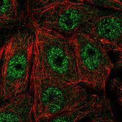 Invitrogen FAM117A Polyclonal Antibody 100 &mu;L; Unconjugated:Antibodies,
