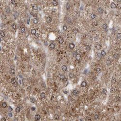 Invitrogen PECR Polyclonal Antibody 100 &mu;L; Unconjugated:Antibodies,