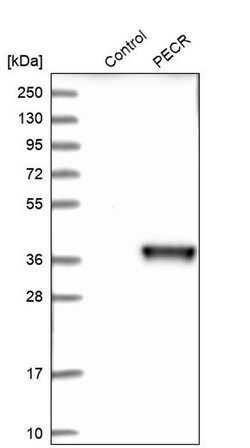 Invitrogen PECR Polyclonal Antibody 100 &mu;L; Unconjugated:Antibodies,