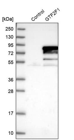 Invitrogen GTF2F1 Polyclonal Antibody 100 &mu;L; Unconjugated:Antibodies,