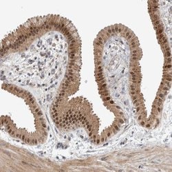 Invitrogen MSL1 Polyclonal Antibody 100 &mu;L | Buy Online | Invitrogen&trade; | Fisher Scientific