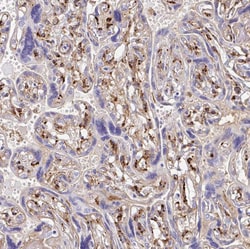 Invitrogen Laminin gamma-3 Polyclonal Antibody 100 &mu;L; Unconjugated:Antibodies,