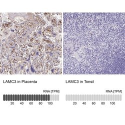 Invitrogen Laminin gamma-3 Polyclonal Antibody 100 &mu;L; Unconjugated:Antibodies,