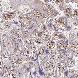Invitrogen Laminin gamma-3 Polyclonal Antibody 100 &mu;L; Unconjugated:Antibodies,