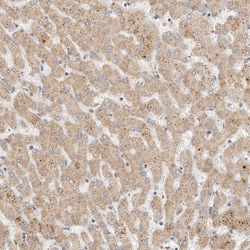 Invitrogen ITPA Polyclonal Antibody 100 &mu;L; Unconjugated:Antibodies,