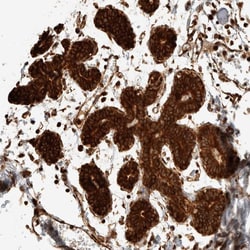 Invitrogen EXOC7 Polyclonal Antibody 100 &mu;L; Unconjugated:Antibodies,