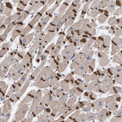 Invitrogen KRBA2 Polyclonal Antibody 100 &mu;L; Unconjugated:Antibodies,