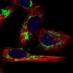 Invitrogen MRPL12 Polyclonal Antibody 100 &mu;L; Unconjugated:Antibodies,