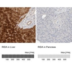 Invitrogen HRSP12 Polyclonal Antibody 100 &mu;L; Unconjugated:Antibodies,