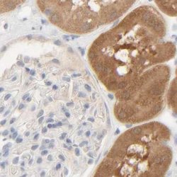 Invitrogen HRSP12 Polyclonal Antibody 100 &mu;L; Unconjugated:Antibodies,