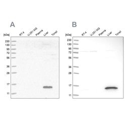 Invitrogen HRSP12 Polyclonal Antibody 100 &mu;L; Unconjugated:Antibodies,