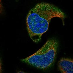 Invitrogen AARSD1 Polyclonal Antibody 100 &mu;L; Unconjugated:Antibodies,