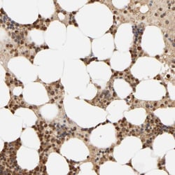 Invitrogen AARSD1 Polyclonal Antibody 100 &mu;L; Unconjugated:Antibodies,