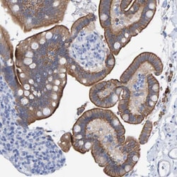 Invitrogen JAKMIP3 Polyclonal Antibody 100 &mu;L; Unconjugated:Antibodies,