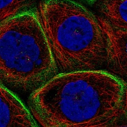 Invitrogen MPRIP Polyclonal Antibody 100 &mu;L; Unconjugated:Antibodies,