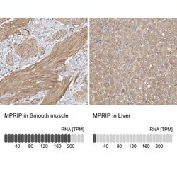 Invitrogen MPRIP Polyclonal Antibody 100 &mu;L; Unconjugated:Antibodies,