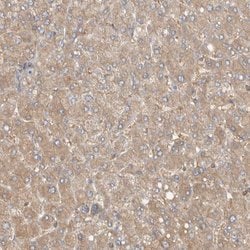 Invitrogen MPRIP Polyclonal Antibody 100 &mu;L; Unconjugated:Antibodies,