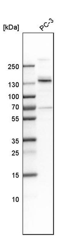 Invitrogen MPRIP Polyclonal Antibody 100 &mu;L; Unconjugated:Antibodies,