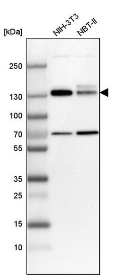 Invitrogen MPRIP Polyclonal Antibody 100 &mu;L; Unconjugated:Antibodies,