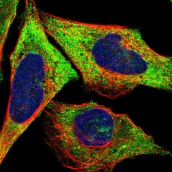 Invitrogen LLGL2 Polyclonal Antibody 100 &mu;L; Unconjugated:Antibodies,