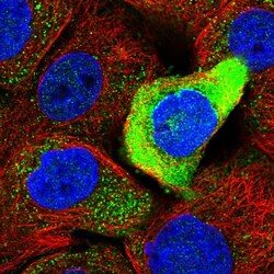 Invitrogen PRR15L Polyclonal Antibody 100 &mu;L; Unconjugated:Antibodies,