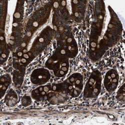 Invitrogen PRR15L Polyclonal Antibody 100 &mu;L; Unconjugated:Antibodies,