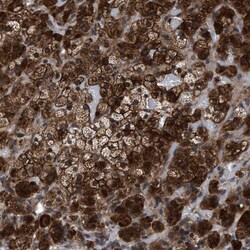 Invitrogen MRPL50 Polyclonal Antibody 100 &mu;L; Unconjugated:Antibodies,