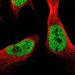 Invitrogen SCRN2 Polyclonal Antibody 100 &mu;L; Unconjugated:Antibodies,