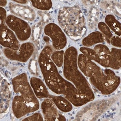 Invitrogen SCRN2 Polyclonal Antibody 100 &mu;L; Unconjugated:Antibodies,