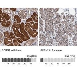 Invitrogen SCRN2 Polyclonal Antibody 100 &mu;L; Unconjugated:Antibodies,