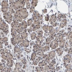 Invitrogen SCRN2 Polyclonal Antibody 100 &mu;L; Unconjugated:Antibodies,