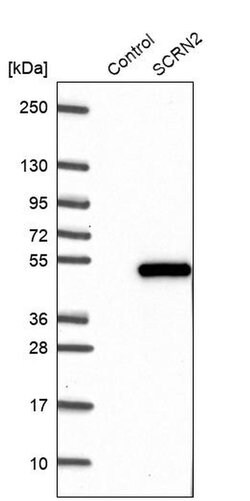 Invitrogen SCRN2 Polyclonal Antibody 100 &mu;L; Unconjugated:Antibodies,
