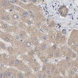 Invitrogen DCAF7 Polyclonal Antibody 100 &mu;L; Unconjugated:Antibodies,